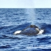 whale_humpback_h_00274_dom2317.jpg